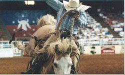 Mesquite