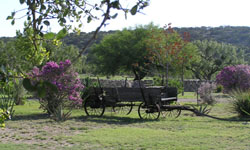 Ozona