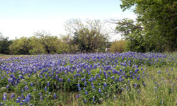 Scenic Texas