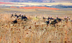 McClellan Creek National Grassland