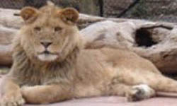 Amarillo Zoo
