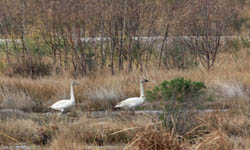 Anahuac National Wildlife Refuge