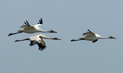 Aransas National Wildlife Refuge