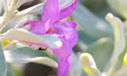 Botanical Gardens