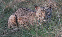 Brazoria National Wildlife Refuge