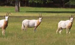 Cherokee Trace Drive Thru Safari Park