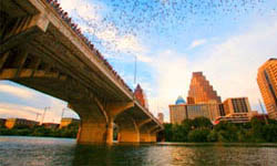 Congress Avenue Bridge Bats