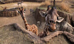Dallas Zoo