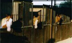 Double Spear Stables