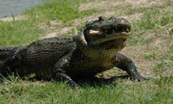 East Texas Gators and Wildlife Park