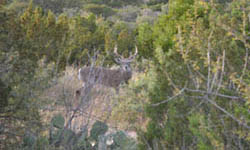 Hunting