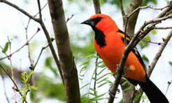 Lower Rio Grande Valley National Wildlife Refuge