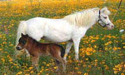 Rabbit Hutch Ranch