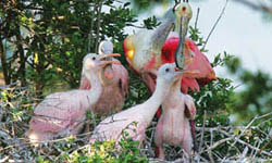 San Bernard National Wildlife Refuge