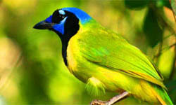 Santa Ana National Wildlife Reserve
