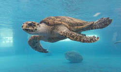 Texas State Aquarium