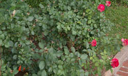 Tyler Rose Garden