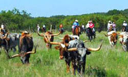 Y.O. Ranch