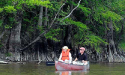 Discover The Piney Woods