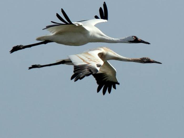 Aransas National Wildlife Refuge